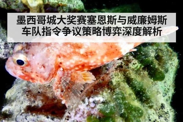 墨西哥城大奖赛塞恩斯与威廉姆斯车队指令争议策略博弈深度解析 - jiuyou